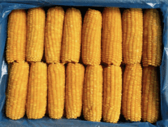 Кукуруза в початках 12,5 кг с/м